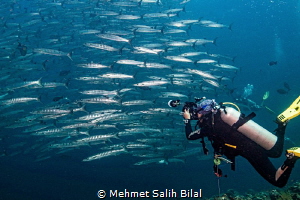 Barracuda shoal and the photographer. by Mehmet Salih Bilal 